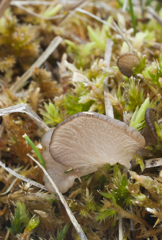 Arrhenia lobata